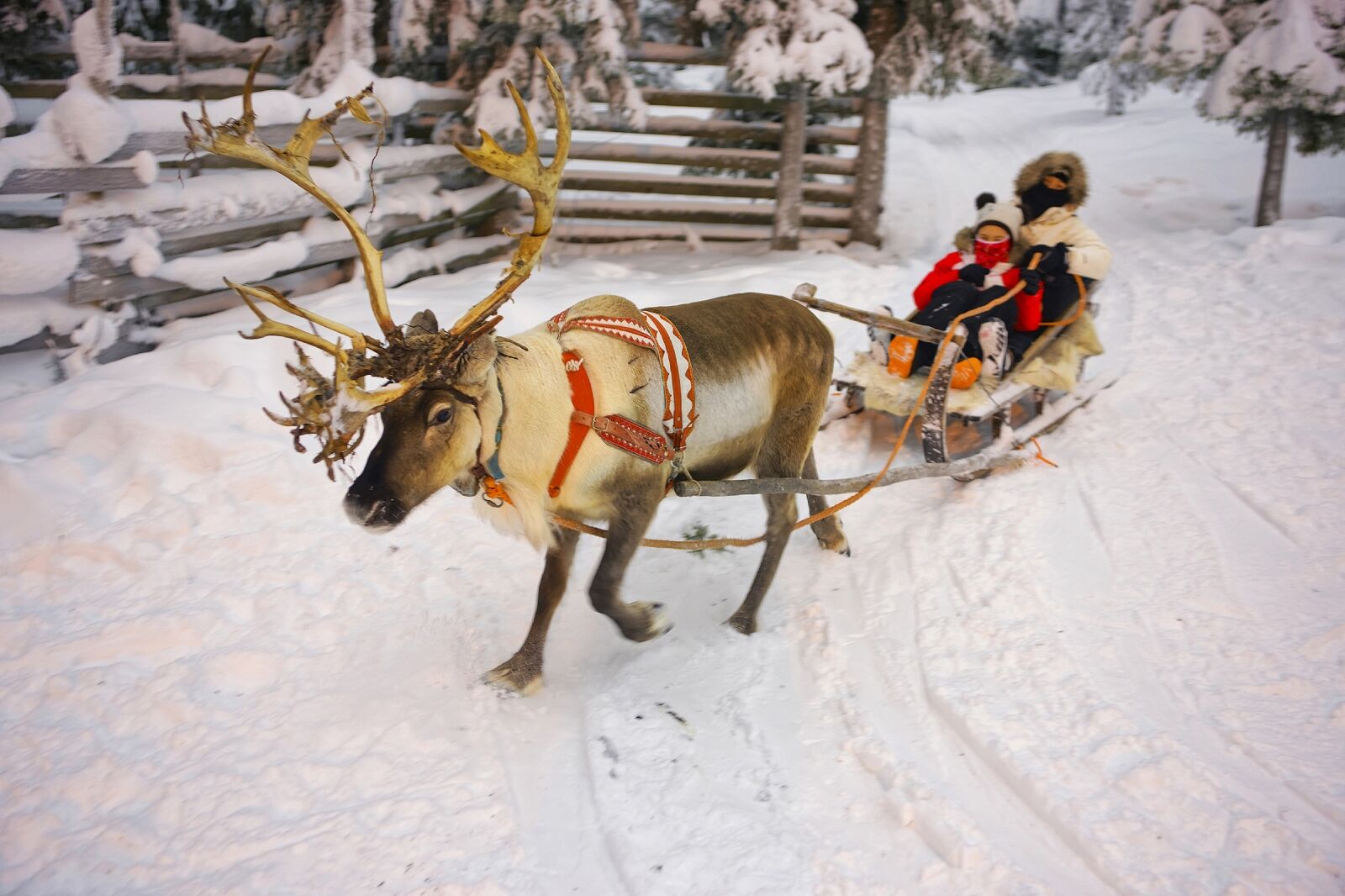 RUKA, FINLAND - DECEMBER 31, 2012: Winter Reindeer sledge racing in Ruka in Lapland, in Finland. 