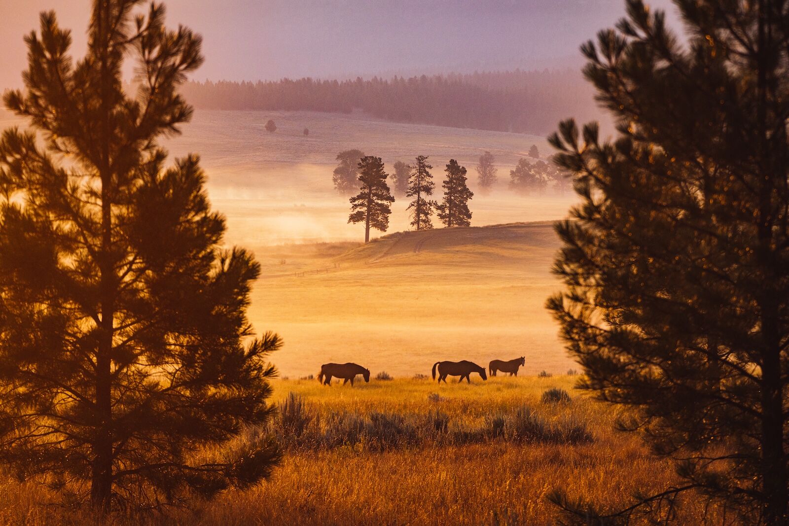 horses in pasture at paws up montana