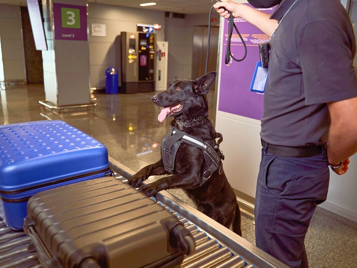 The 2025 TSA Canine Calendar Is the Best Thing to Come Out of Airport