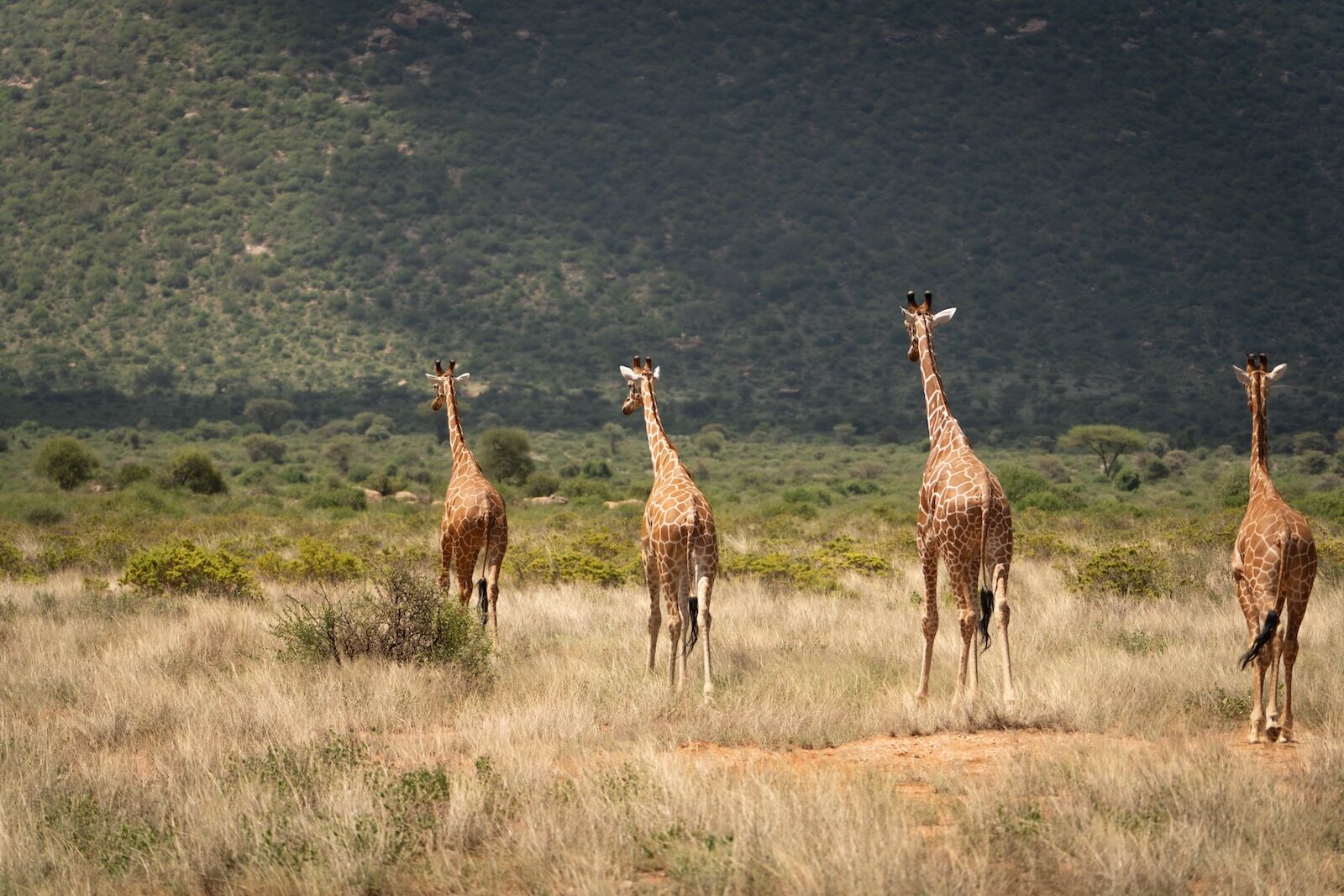 reticulated giraffes in samburu national reserve