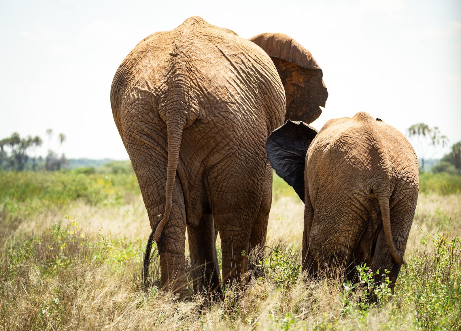 elephant butts in samburu national reserve