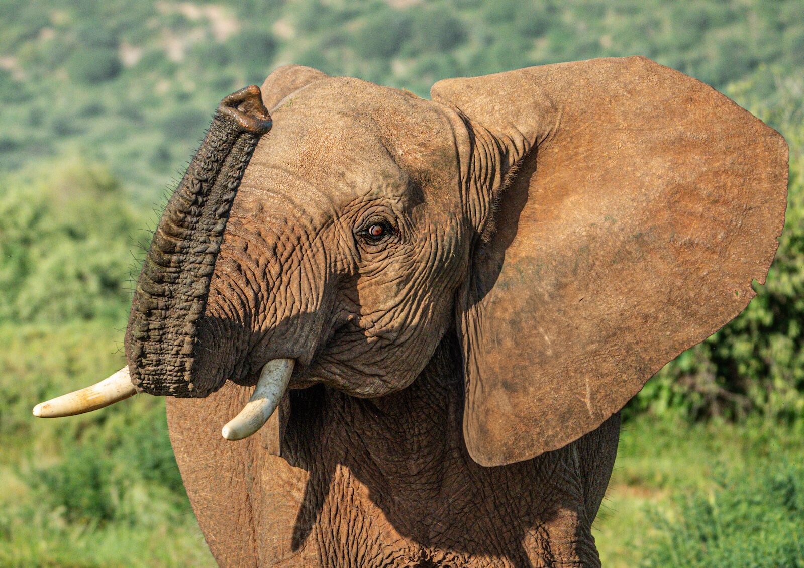 elephant and trunk in samburu national reserve