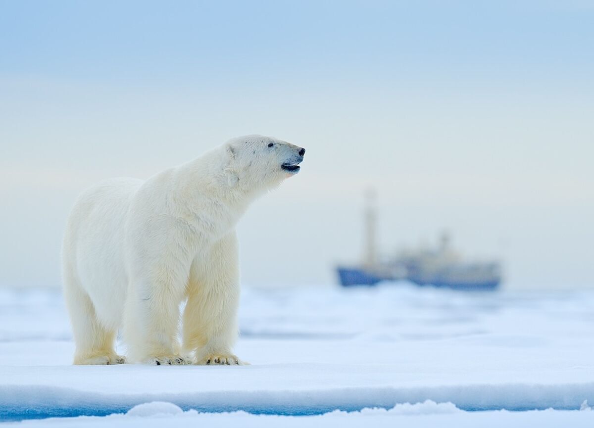 2025’s Best Cruises: A Wildlife-Filled Arctic Adventure Wildlife Worldwide in May