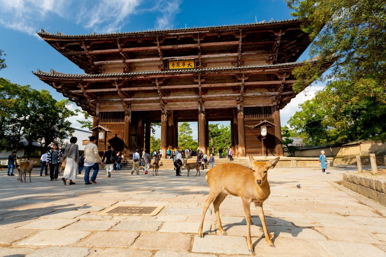 kii penninsula - deer in nara