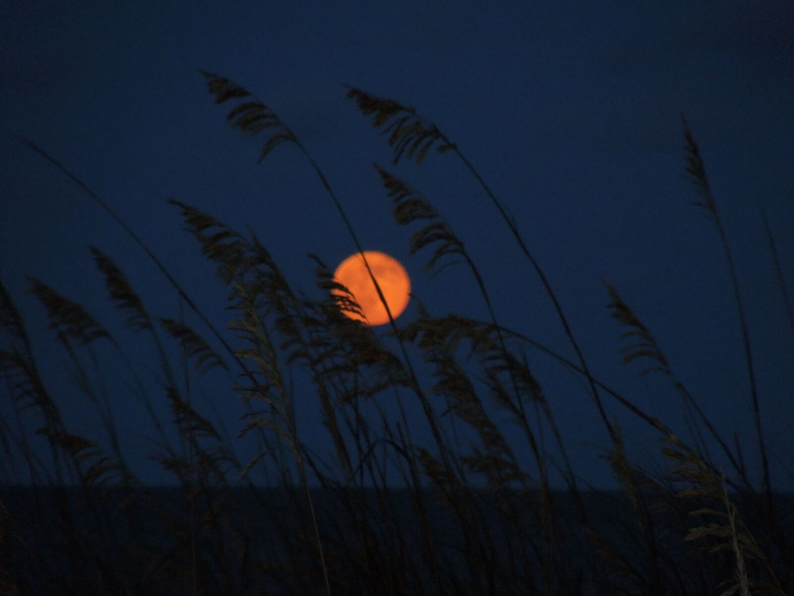 blood moon and reeds