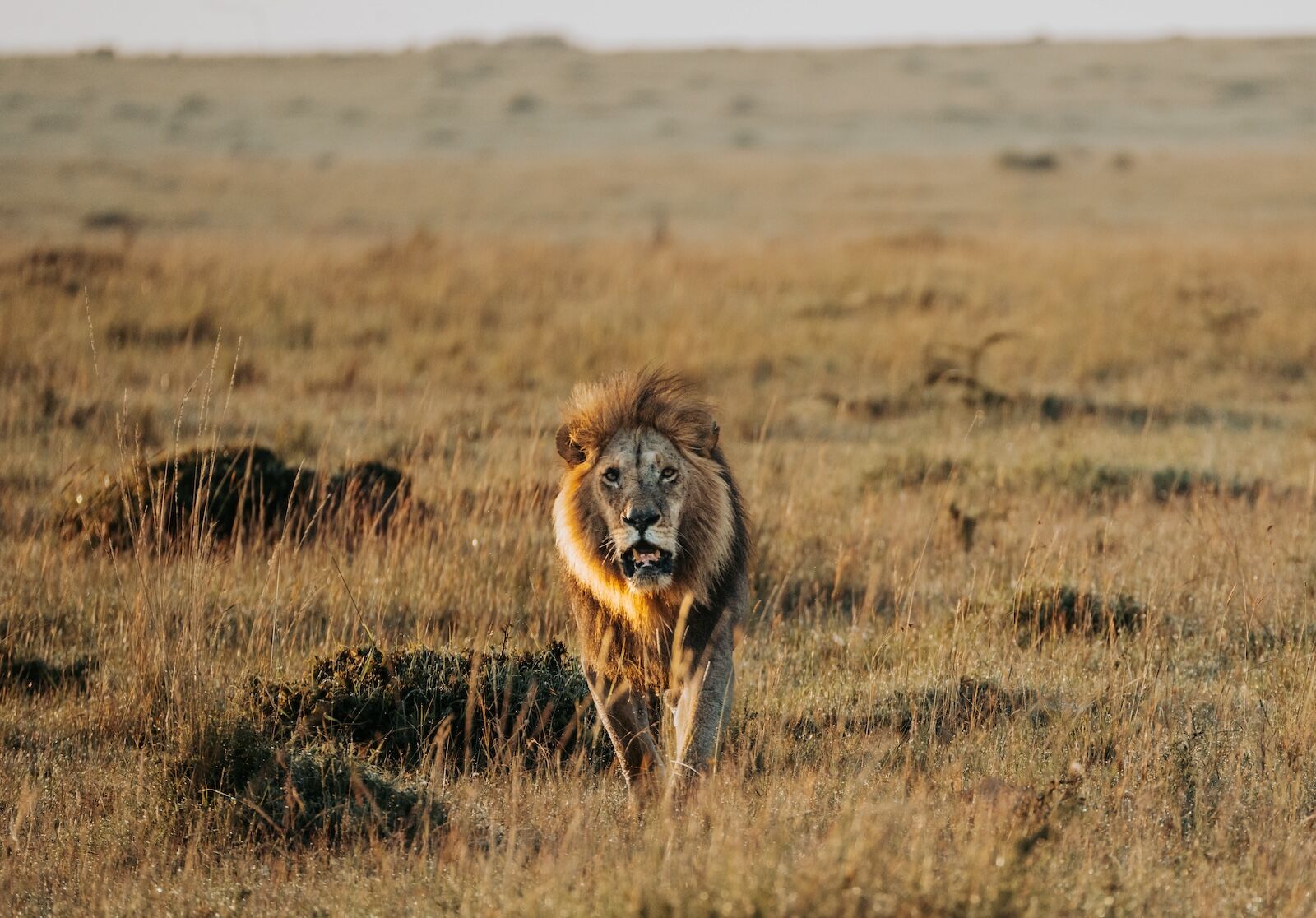 panthera leo in kenya