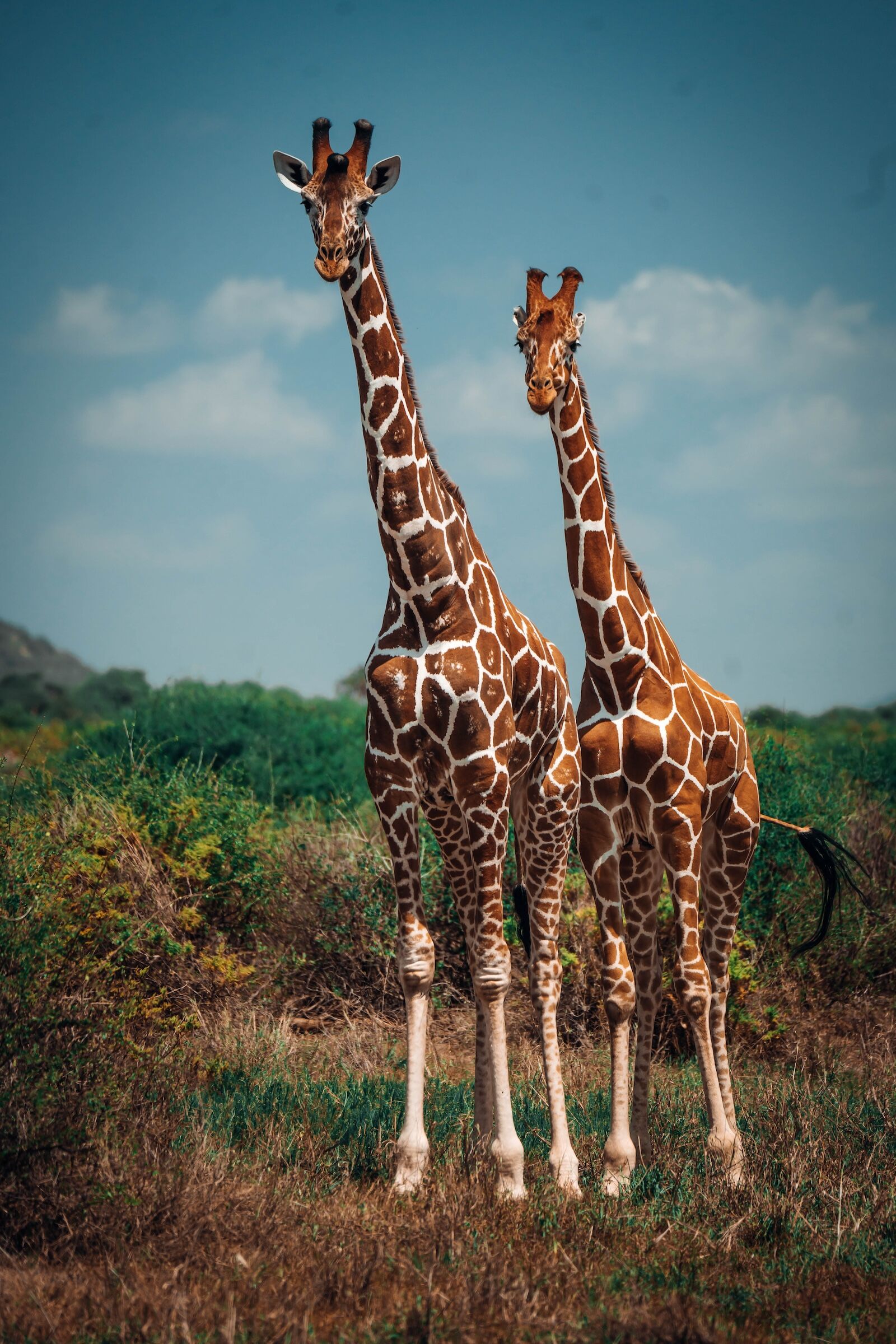 reticulated giraffes in samburu national reserve, kenya