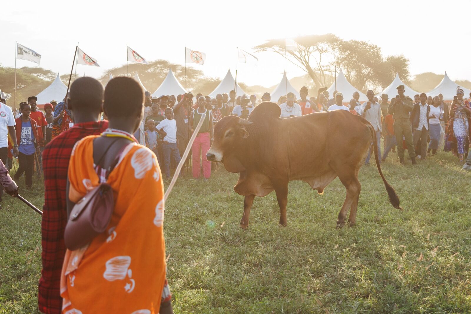 maasai olympics - winning bull 