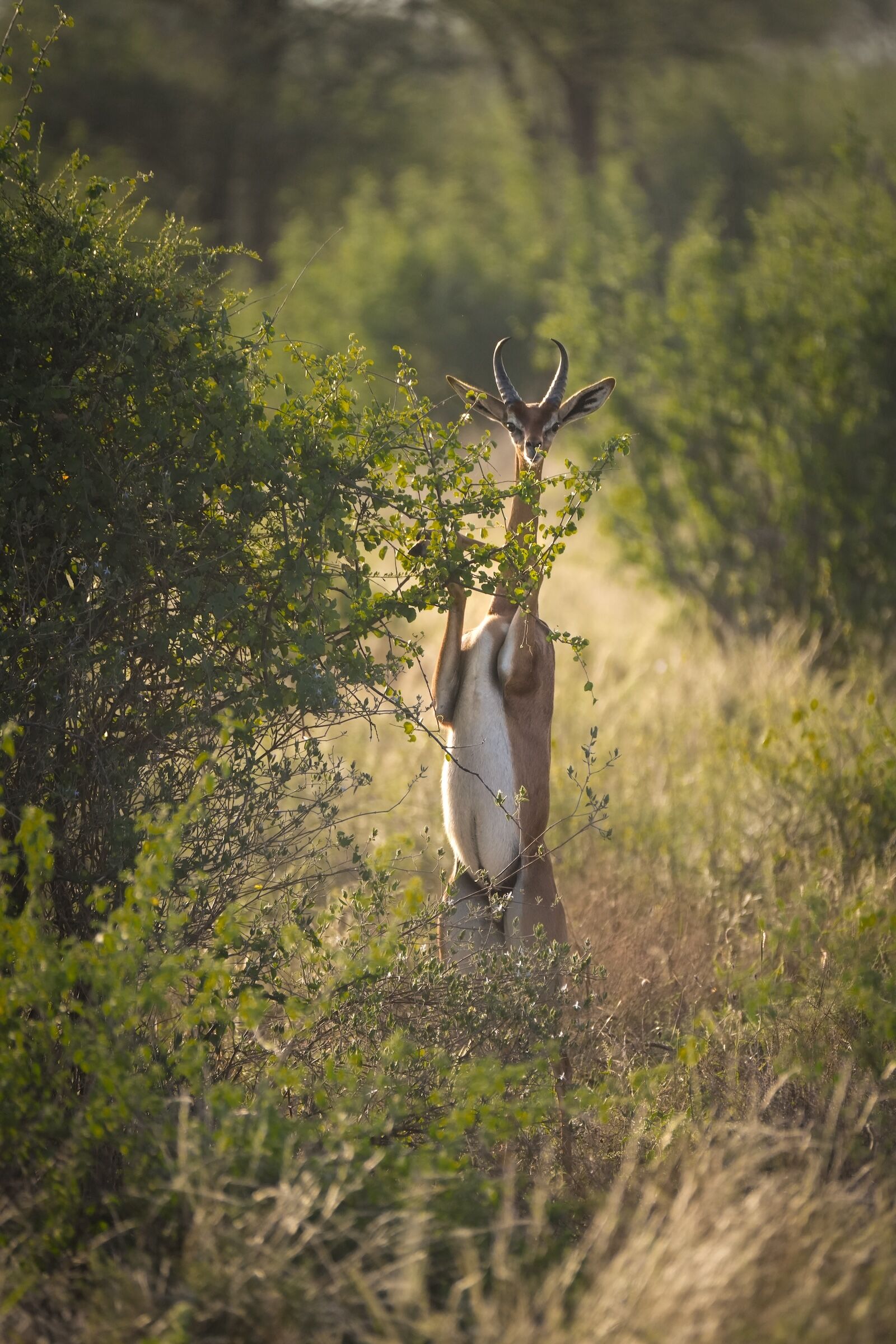 gerenuk in samburu national reserve, kenya