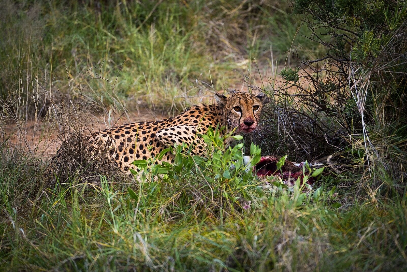 samburu national reserve cheetah