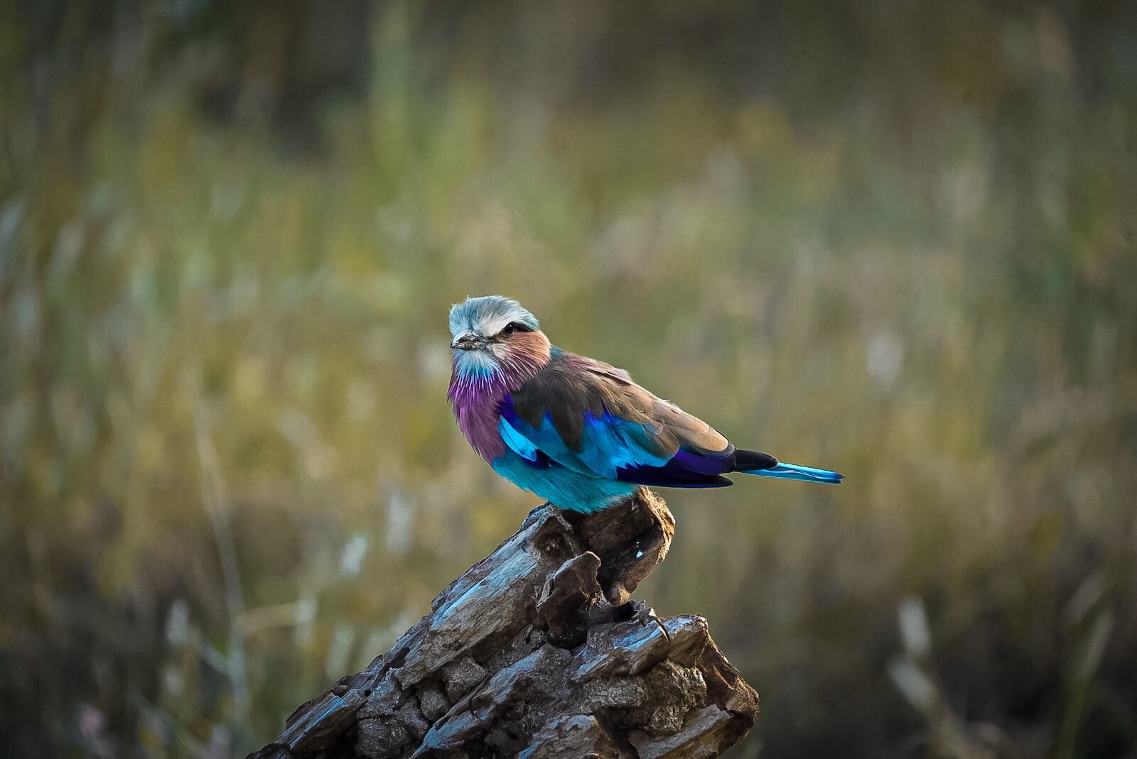 samburu national reserve roller 