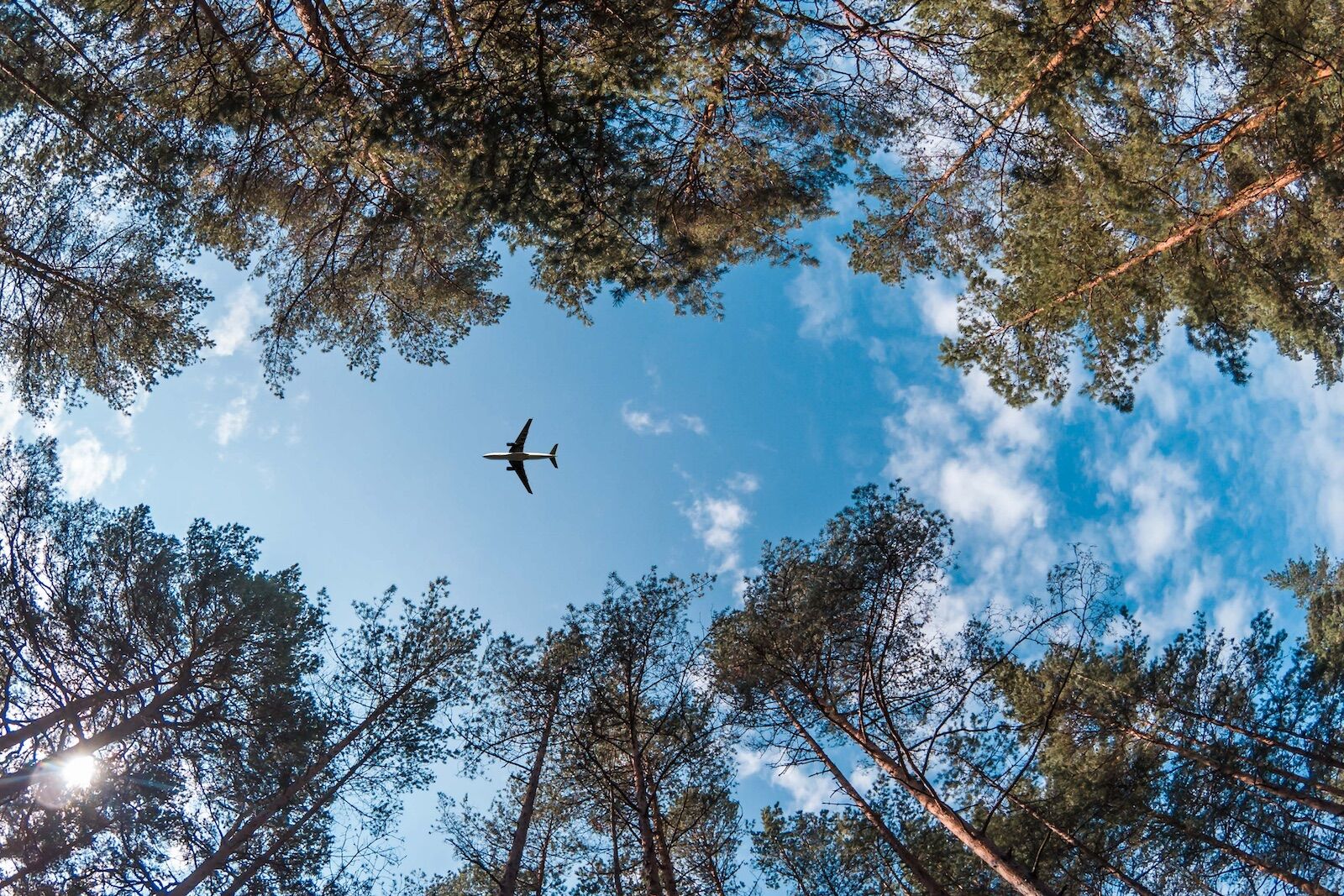 Airplane and trees