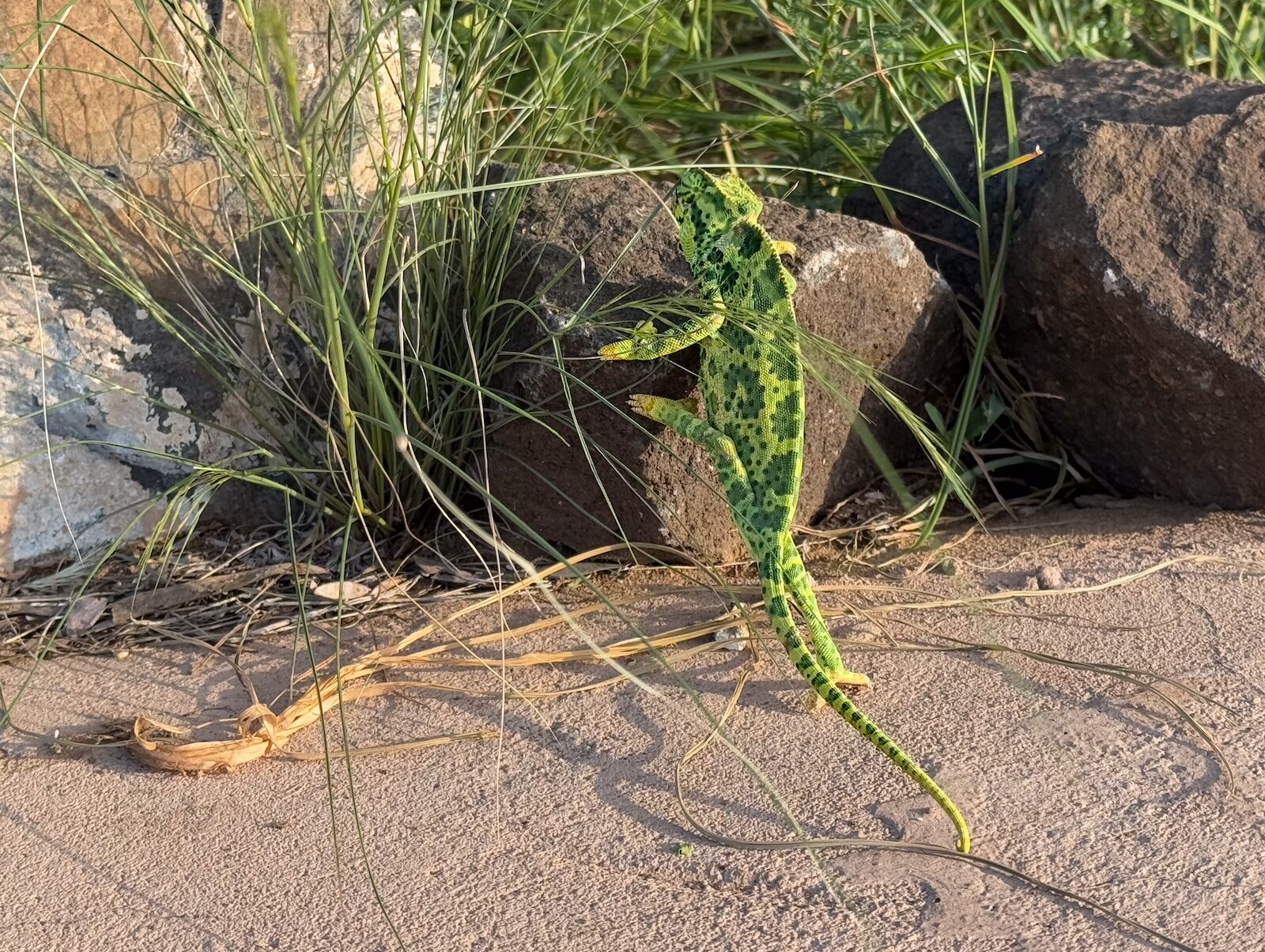 soroi larsens camp chameleon