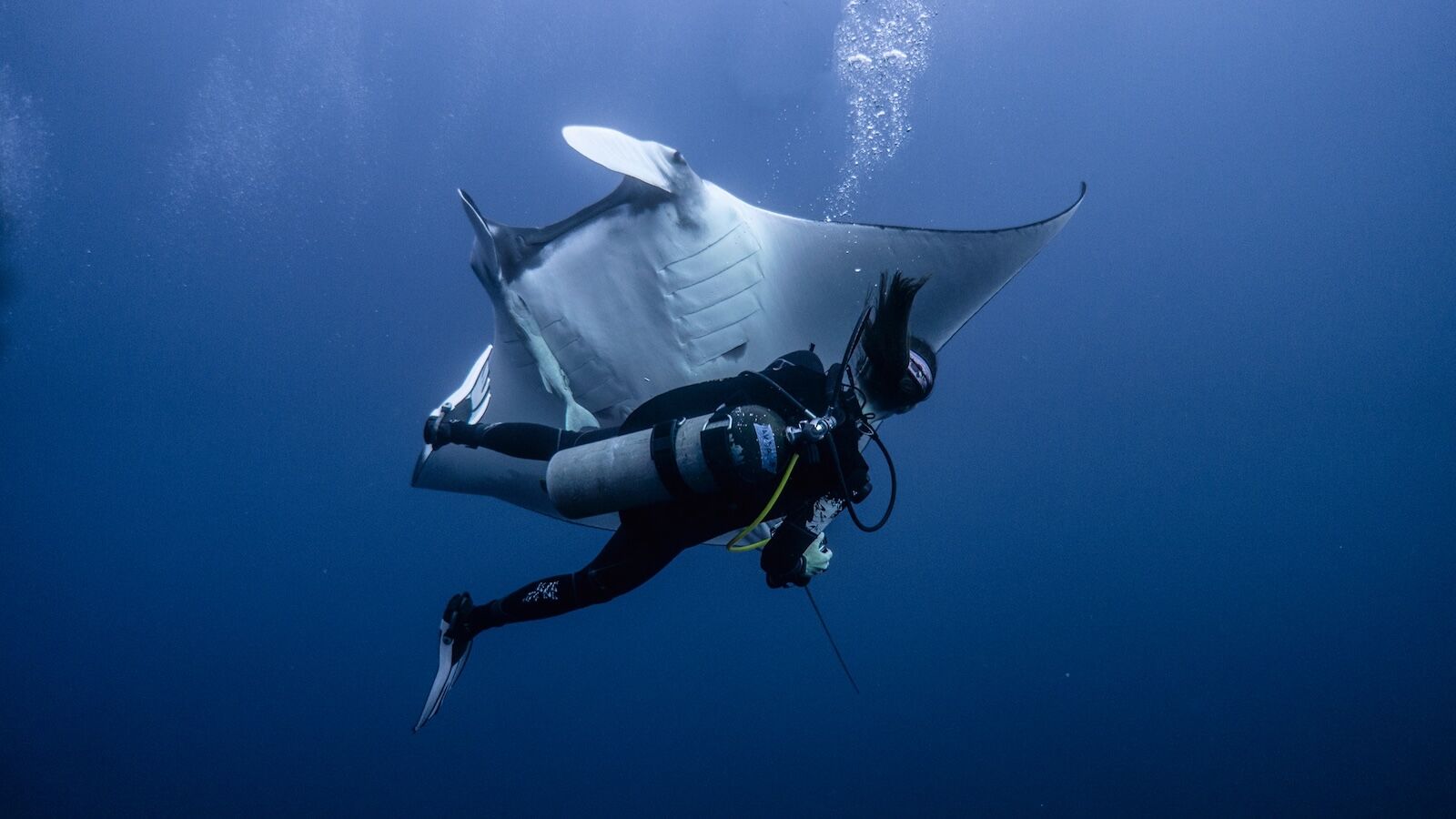 adventure fix Diving with giant mantas near Mexico's Revillagigedo Islands.