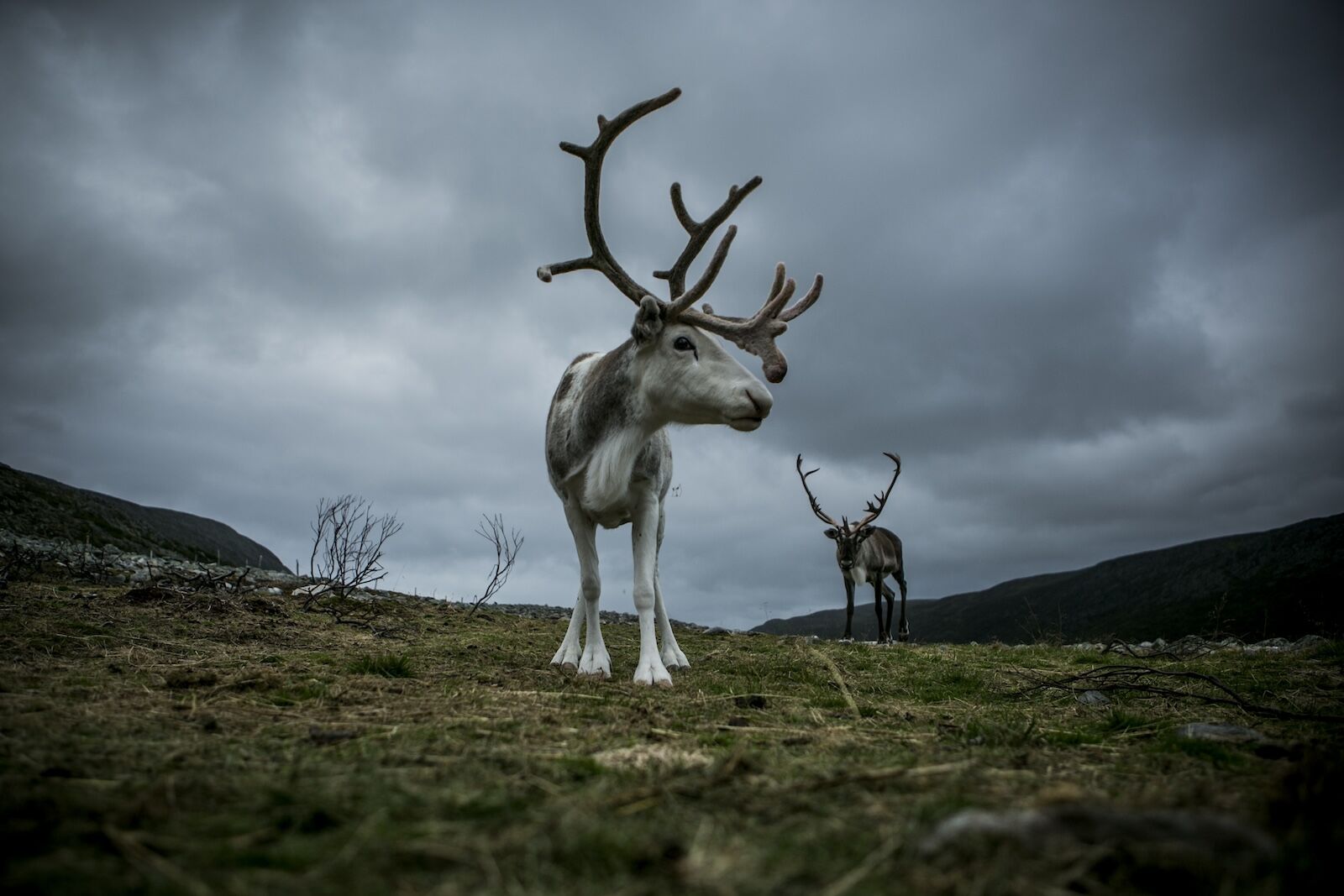 A reindeer in norway