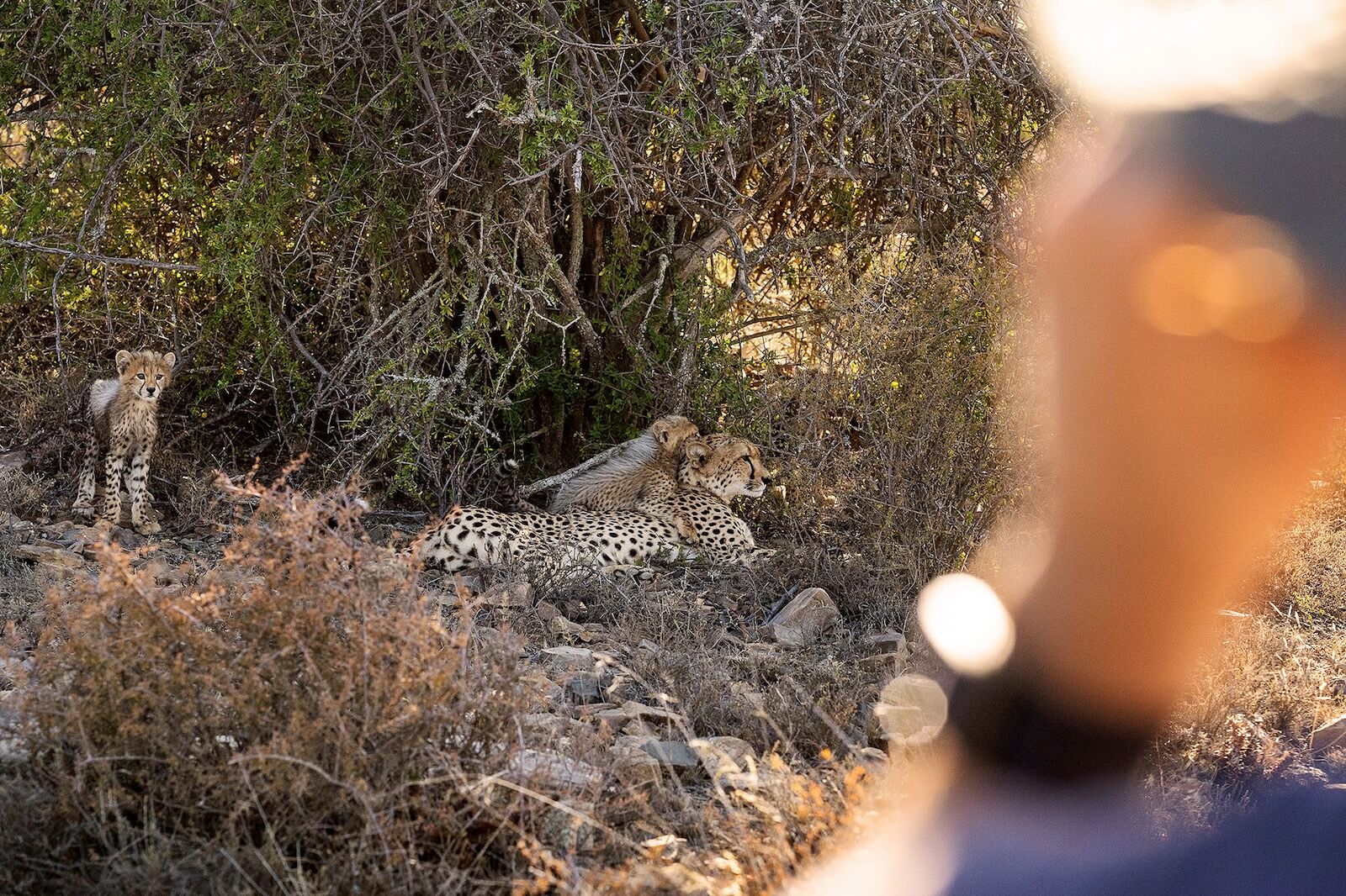 cheetah trail walking safari - cheetahs