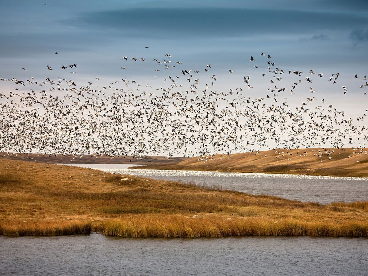 Birdwatching in Saskatchewan: How to Spot the Province’s Most Stunning Birds