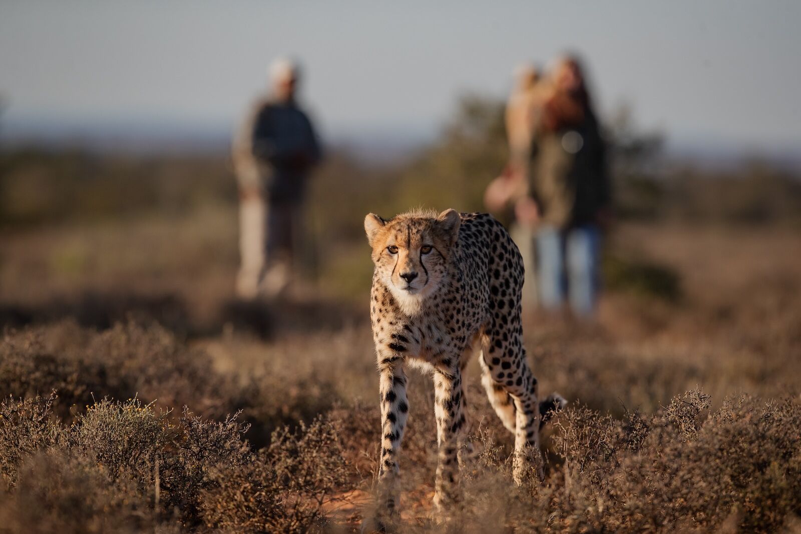 cheetah on walking safariu with guests in back