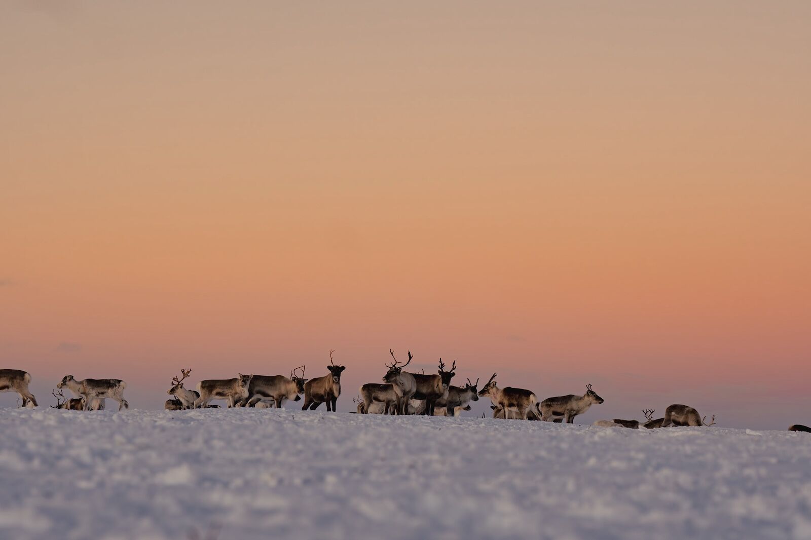 sami reindeer herders - herd near Kautokeino