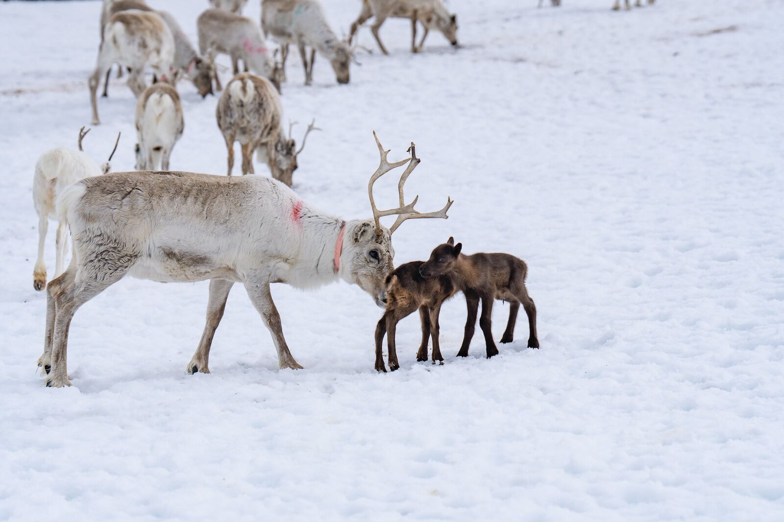 sami reindeer herders -- mother and calves