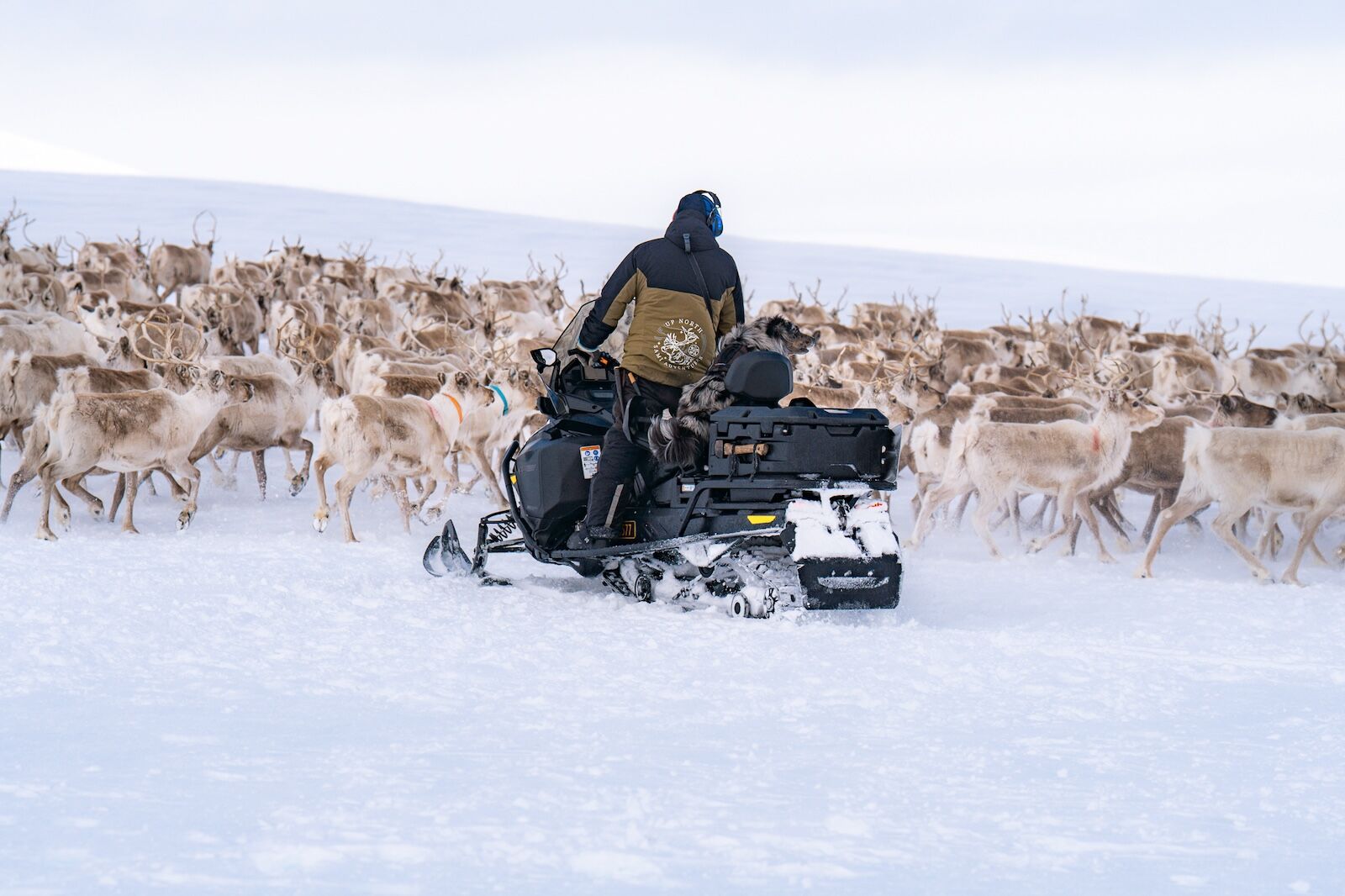 Sami reindeer herders - up north