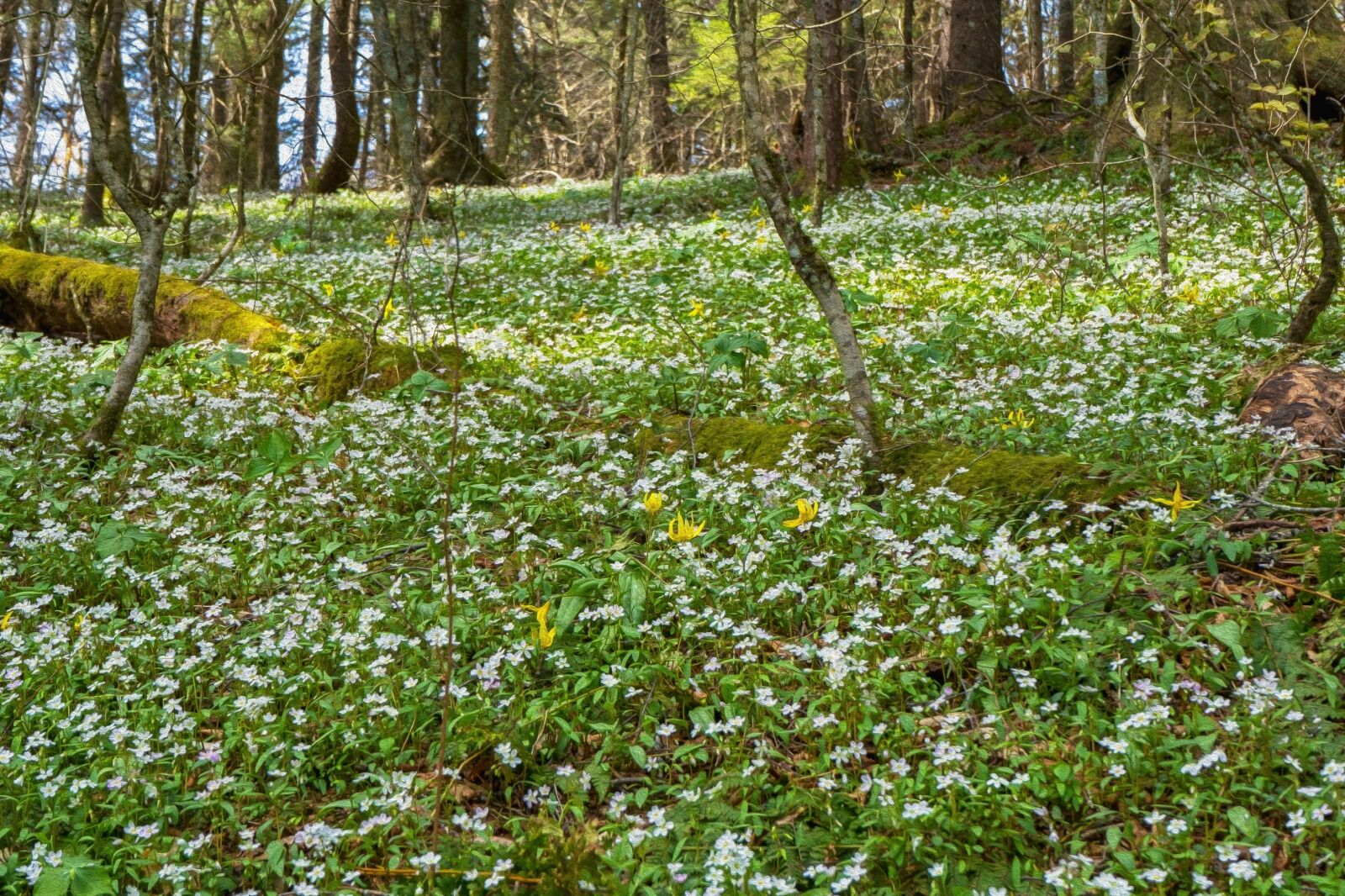 Spring beauty and trout lily wildflowers cascaded down the sun-dappled mountainsides in the Great Smoky Mountains National Park