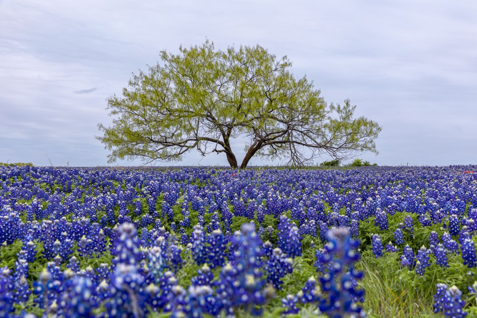 Texas hill country during the wild flower bluebonnet bloom