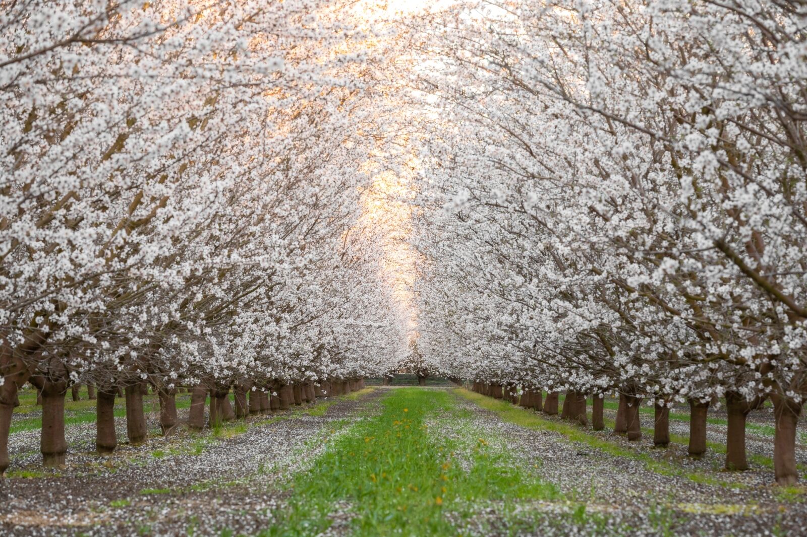 Almond blossom