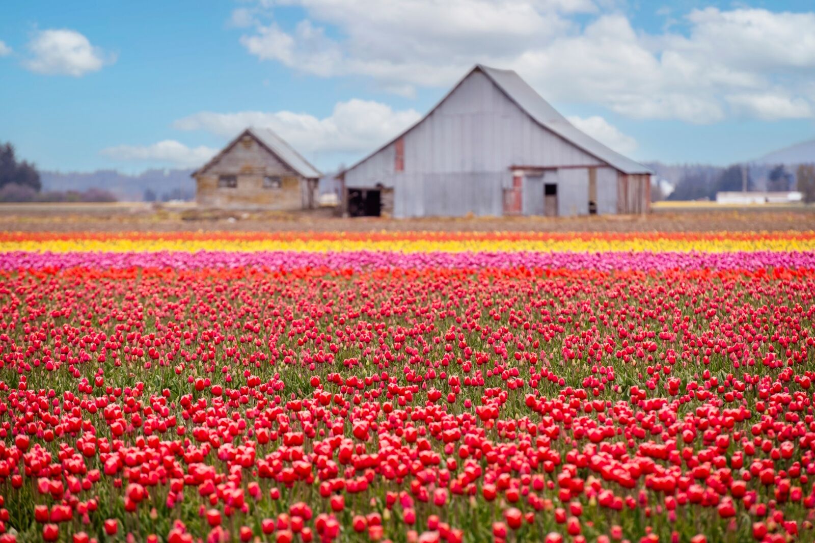 Skagit Valley Tulip Fields in the Springtime