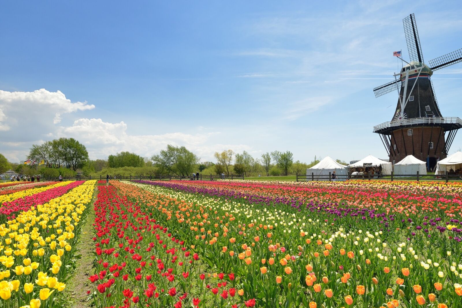 Holland Michigan tulip field