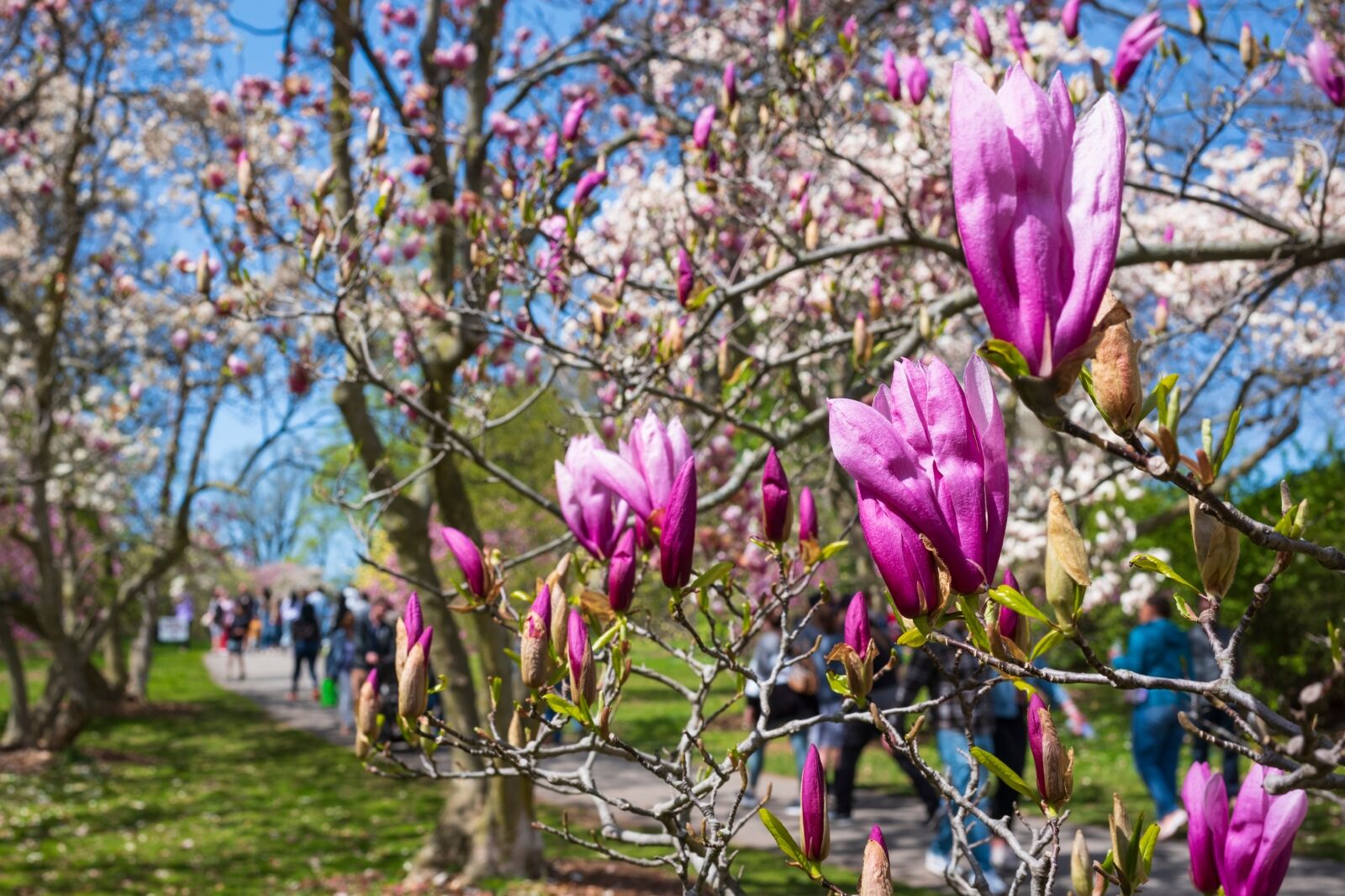 The Rochester Lilac Festival