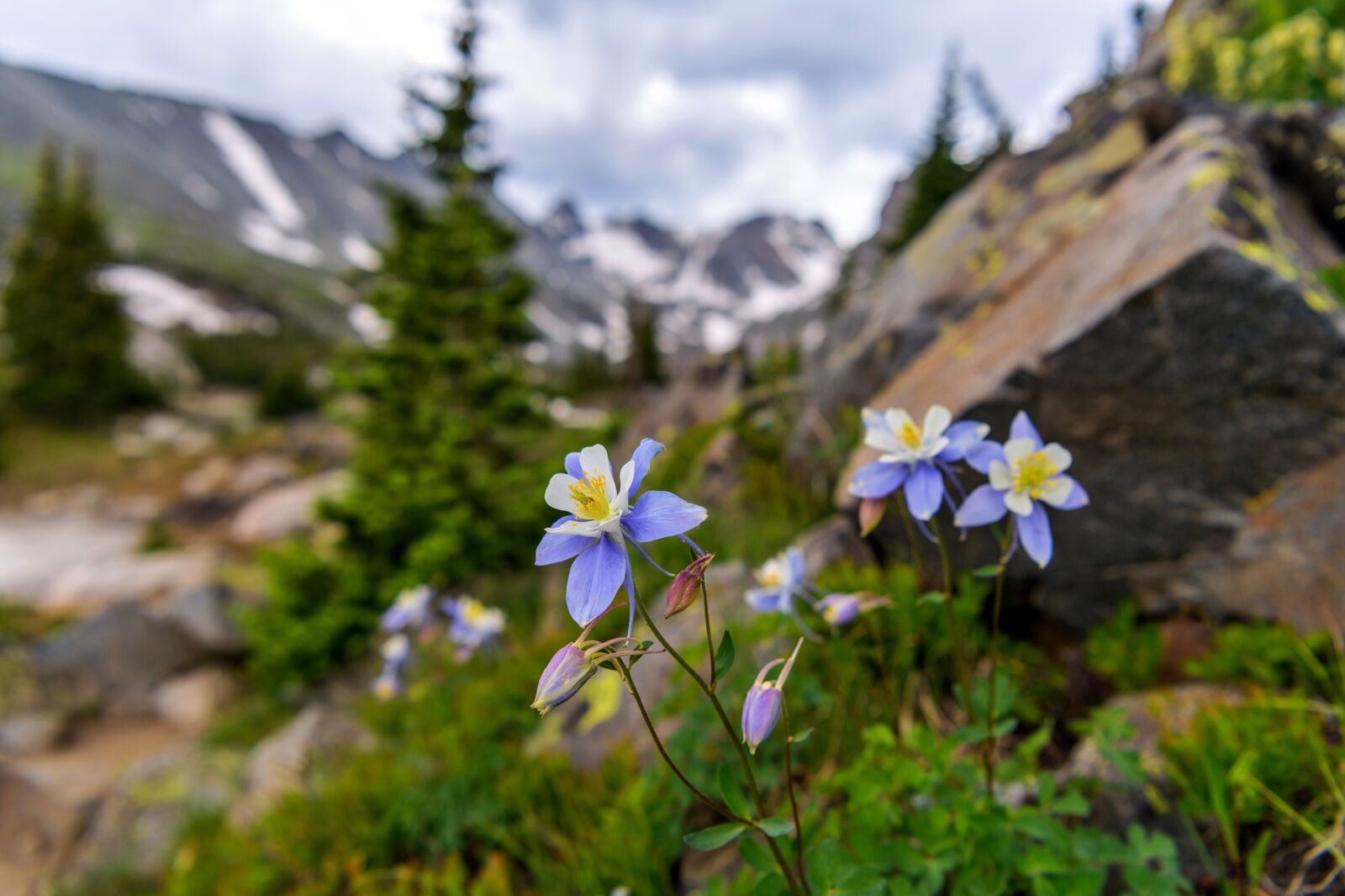 Colorado Blue Columbine - A bunch of wild Colorado Blue Columbine blooming at side of Isabelle Glacier Trail in Indian Peaks Wilderness, Colorado