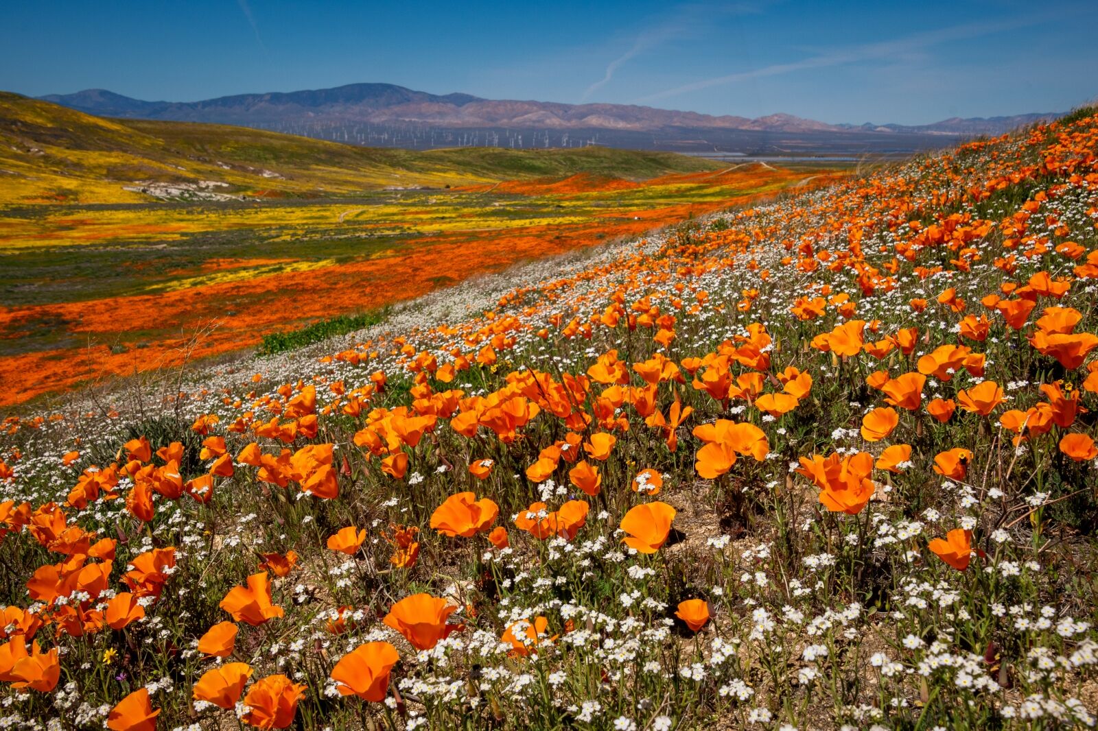 California iconic poppy field. Antelope Valley California Poppy Reserve State Natural Reserve