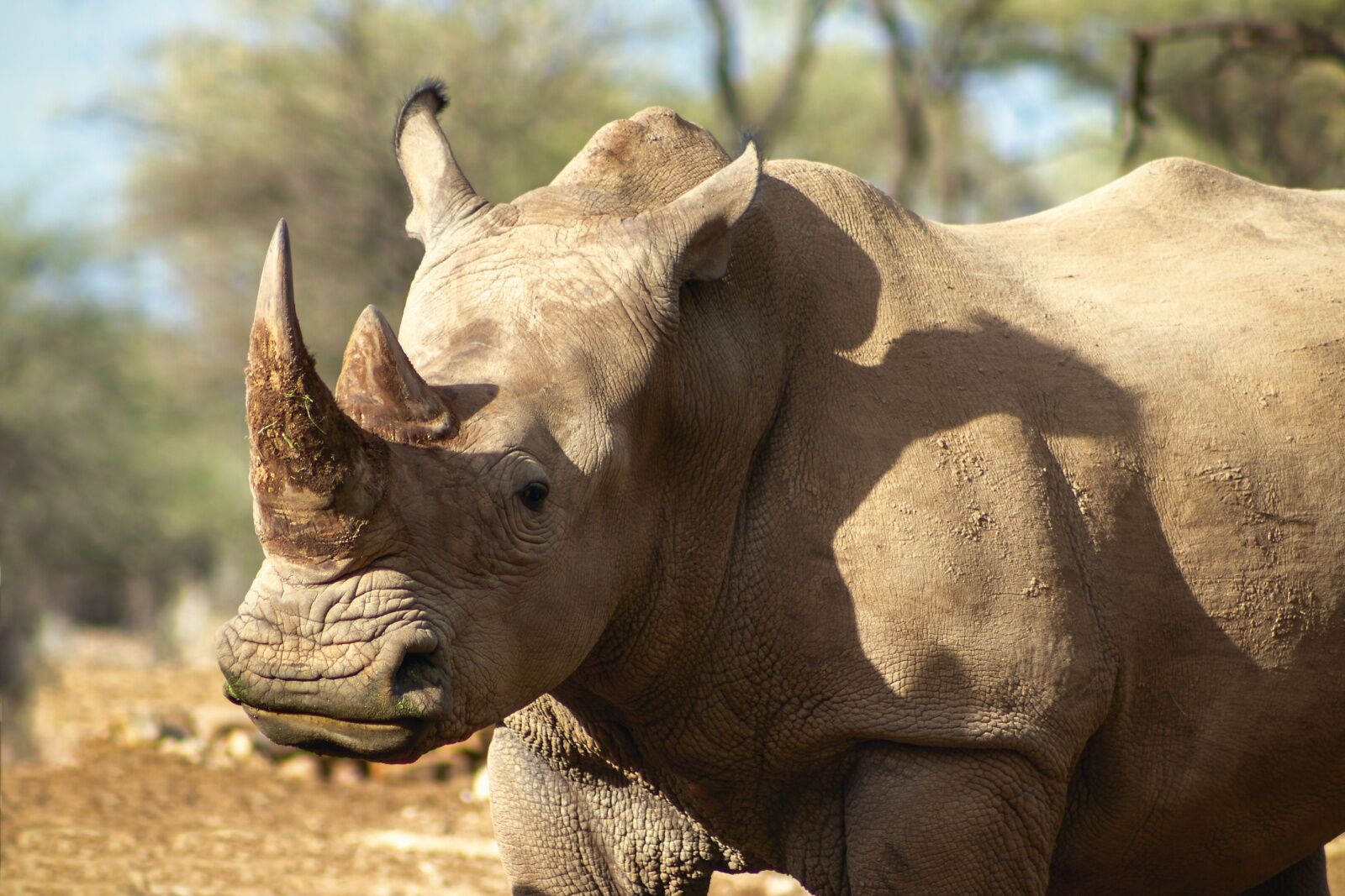 walking safari in samara karoo reserve - rhino