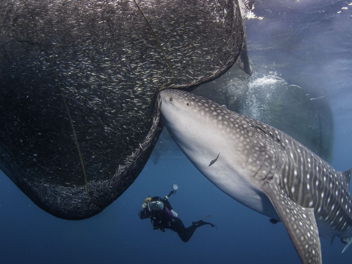 The 5 Best Places Around the World to Dive With Whale Sharks, Mantas, and Other Pelagics