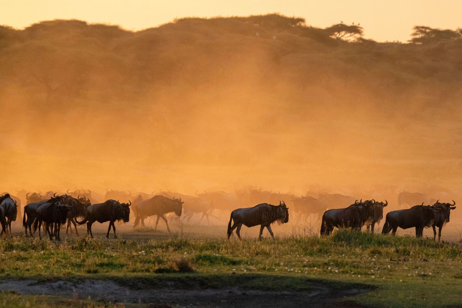 tanzania road trip - wildebeest at dusk