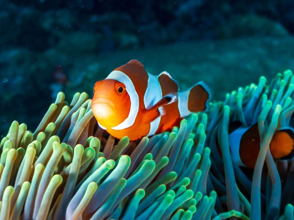 Futuristic train on ocean seafloor scene, image size:1200x900