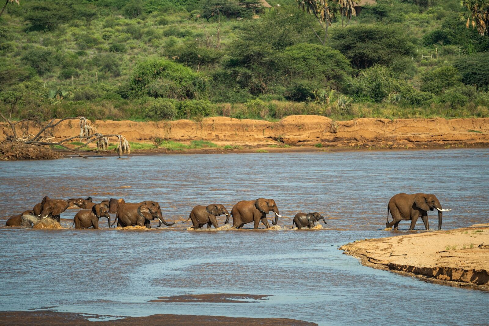 elephants in samburu at river crossing