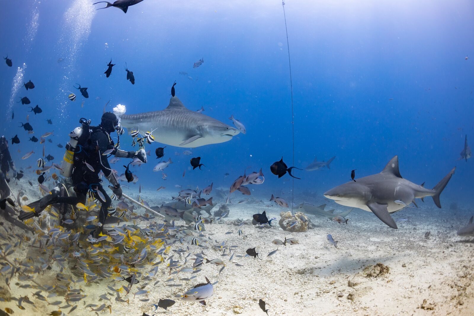 diver with sharks and fish in fiji