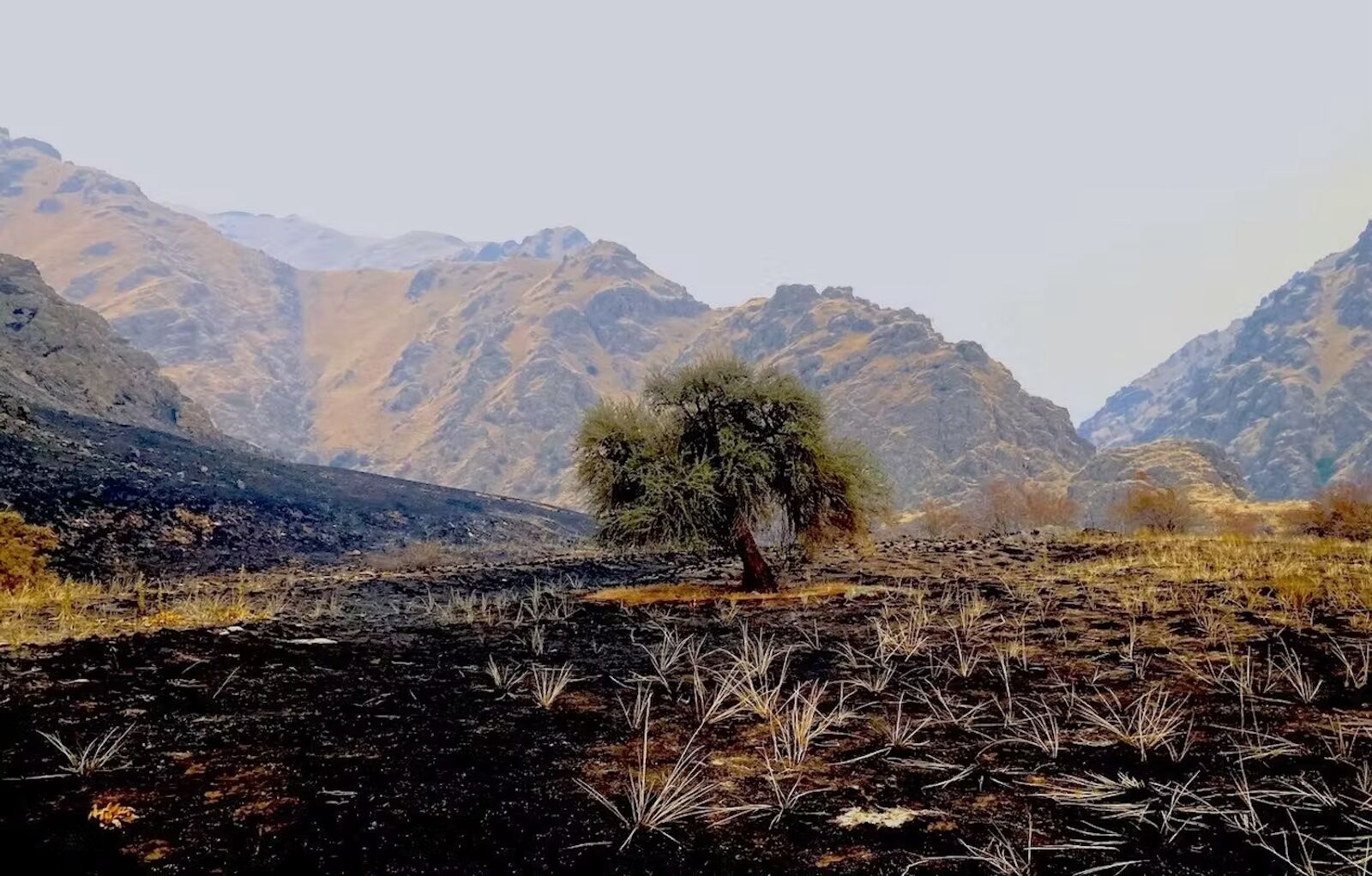 lone tree stands after wildfire