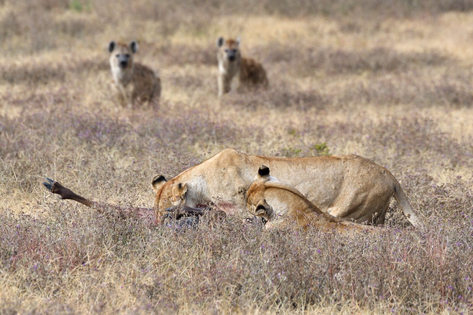 Hyenas watching a lion with a kill in Tanzania. 