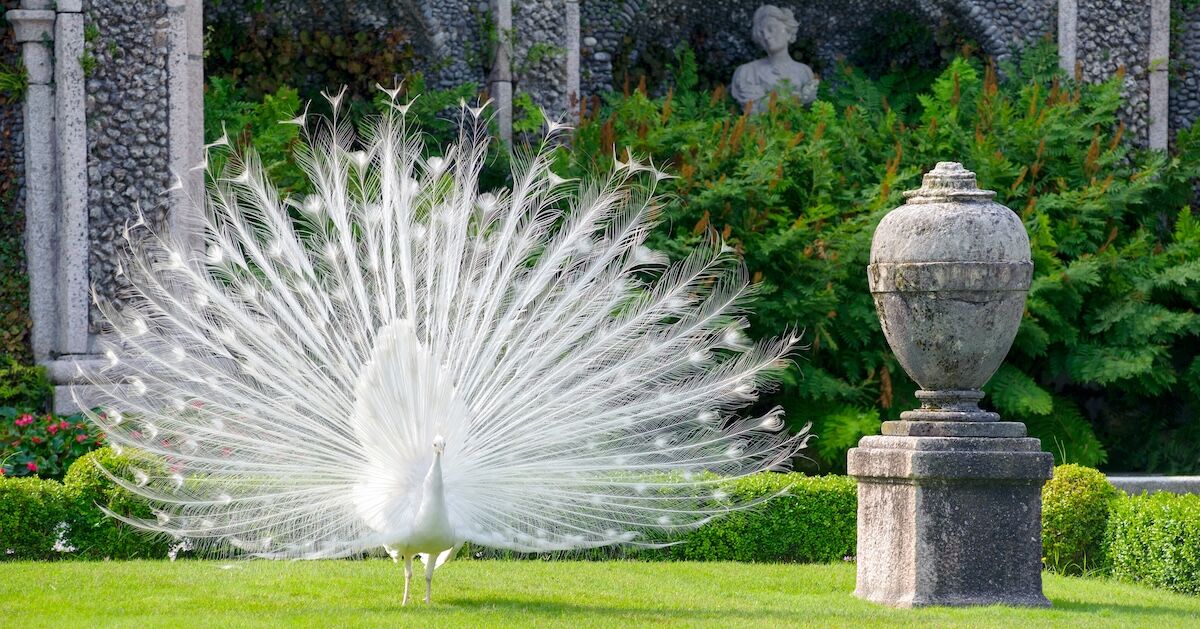 White Peacocks and Baroque Splendor Make the Italian Island of Isola Bella a Living Theater