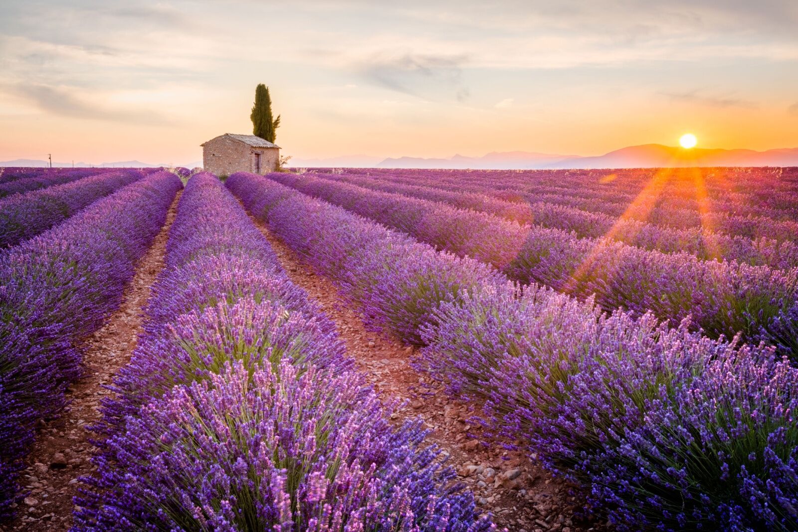 a lavender field in provence, france