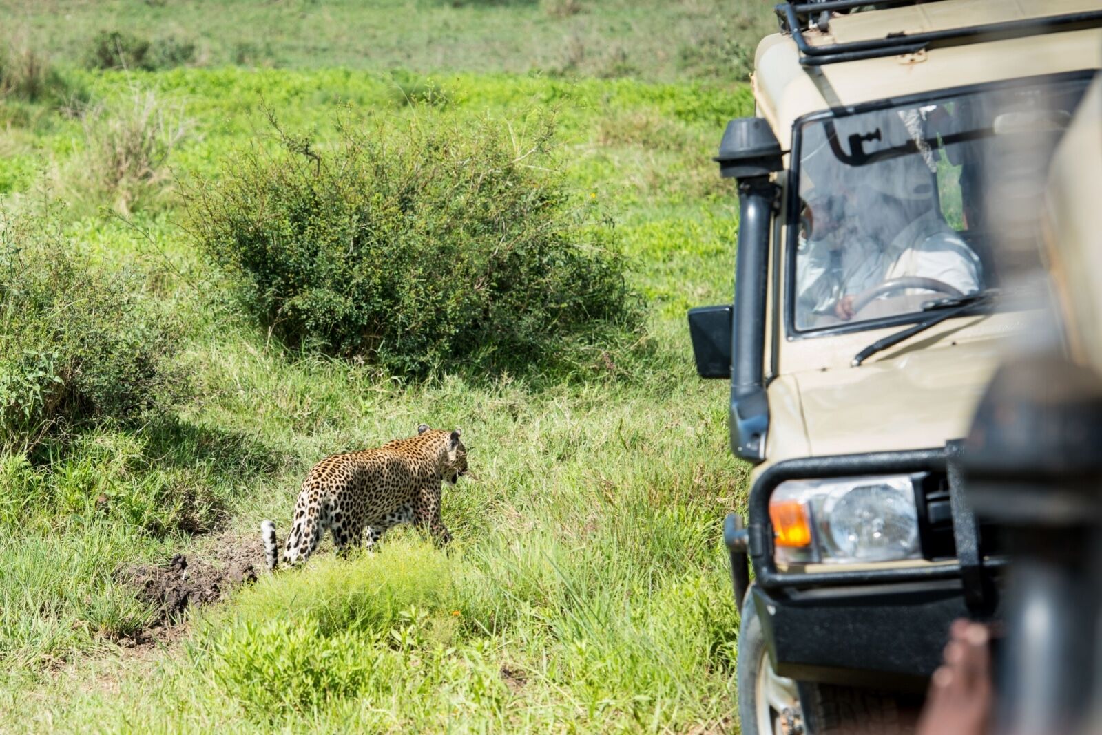 Leopard in the grass in tanzania