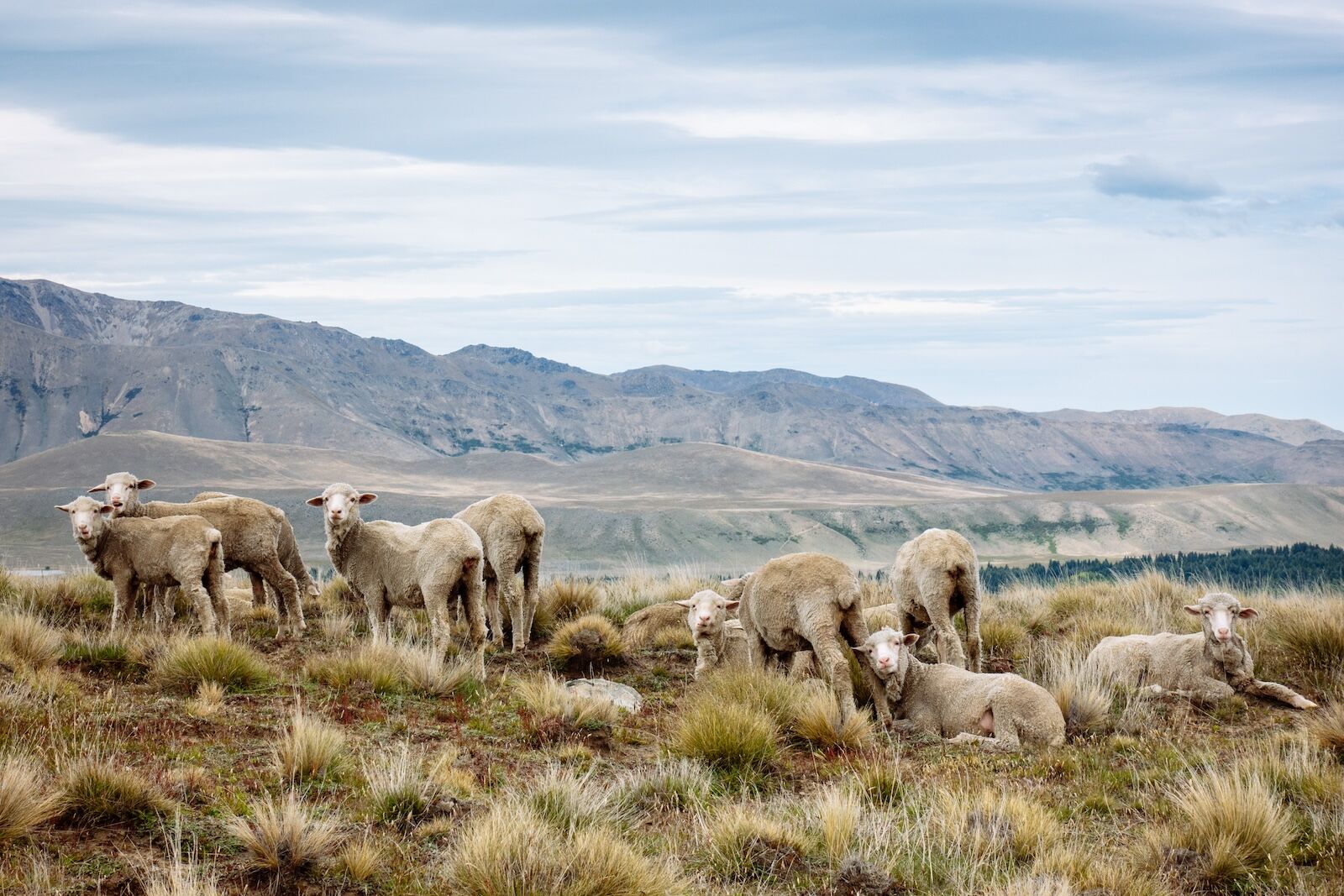 merino sheep in new zealand mountains