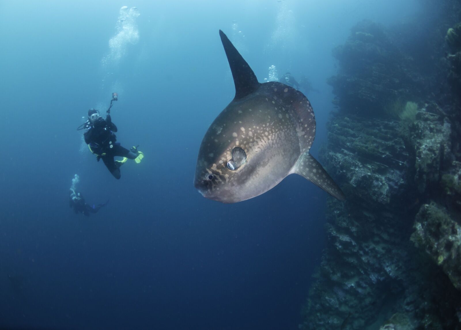 dive with whale sharks and mola mola 