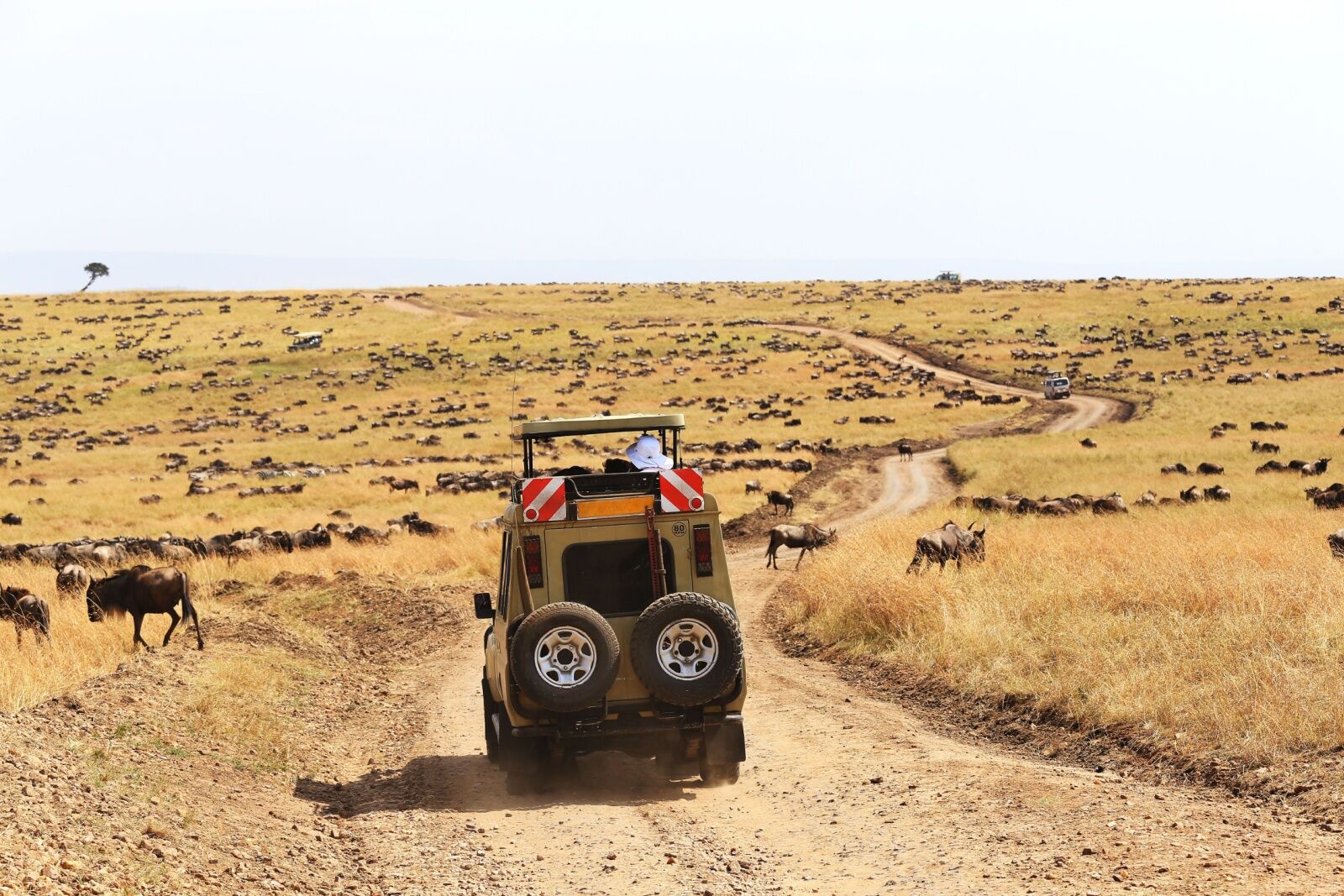 A Tanzania road trip through the northern Serengeti. 