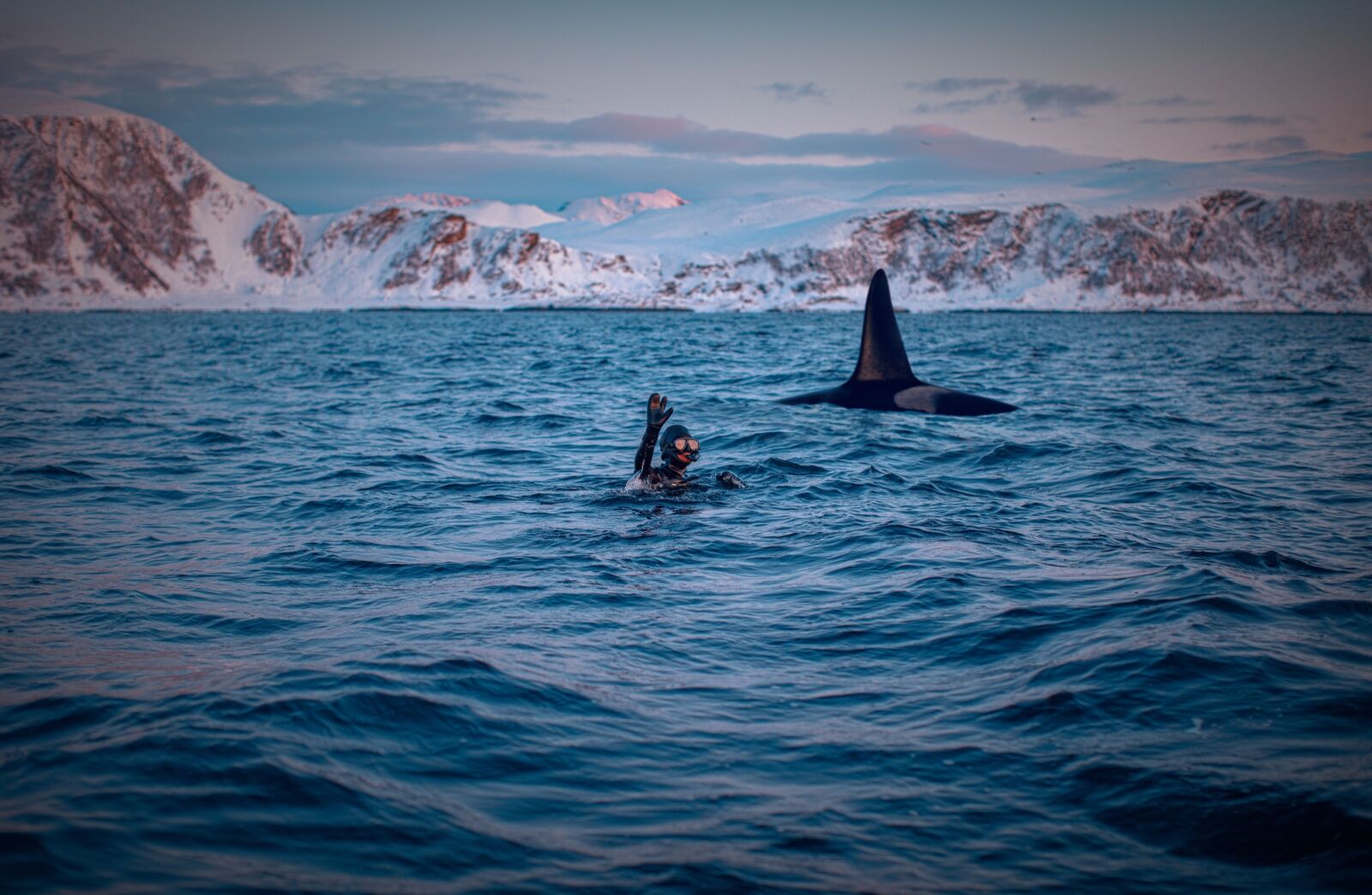 scuba diving seasons - diver with orcas