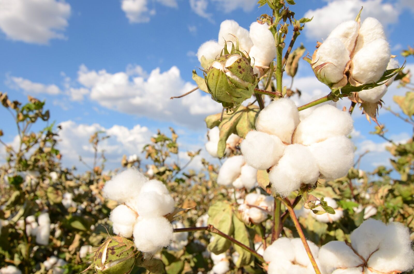 organic cotton field