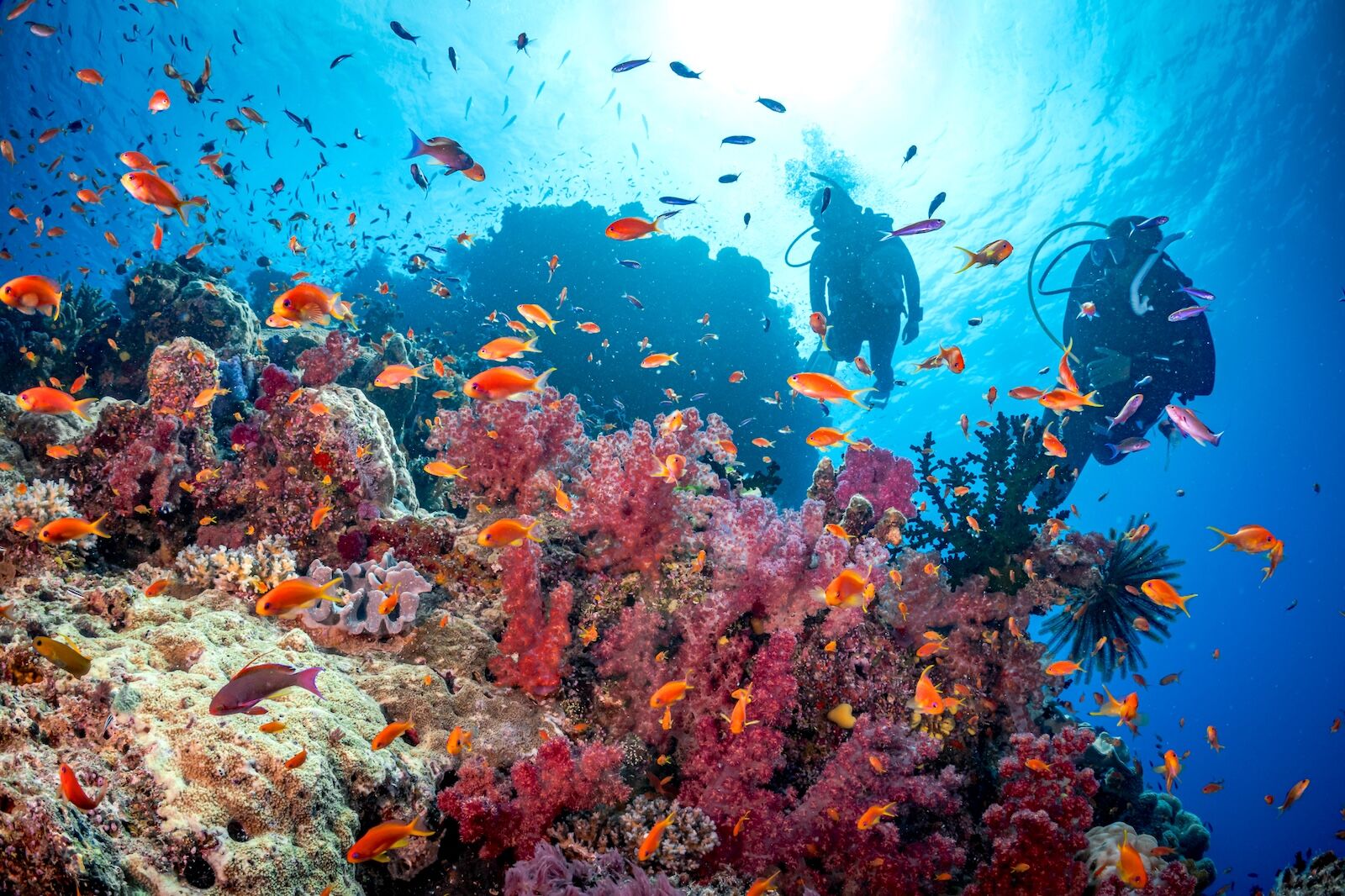 scuba trip planning - rainbow reef fiji